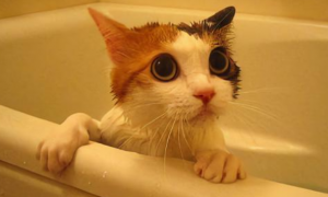 猫咪洗完澡不吹干会怎样？一定要及时吹干哦