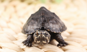 密西西比麝香龟价格多少？它们喜欢的栖息环境如何？