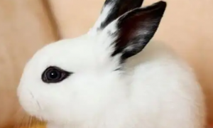 铲屎官科普：海棠兔寿命有多长？