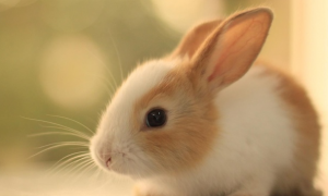 侏儒海棠兔的耳朵为什么那么短？说了你别不信