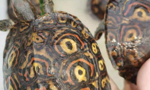 洪都拉斯木纹龟是半水龟吗？该怎么饲养呢？
