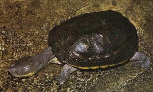 数量较为稀少的龟类品种——巨头蛇颈龟