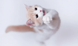 猫咪猫条推荐：耐威克叁零猫条让猫咪的快乐又回来了！