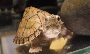 乌龟小知识：鹰嘴泥龟是保护动物吗？