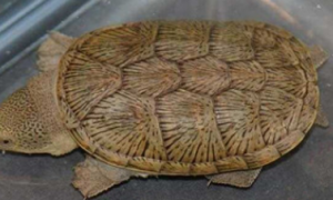 鹰嘴泥龟的寿命？能活多久呢？