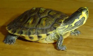 黄腹滑龟怎么区分公母？来看看吧