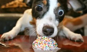 你知道狗狗每天吃多少零食比较合适吗？