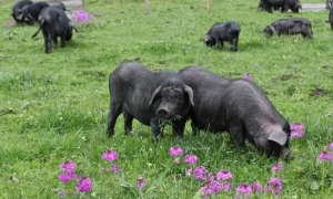 乌金猪养殖方法是什么？我来告诉你答案！