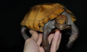 锯缘龟的饲养环境是怎么样的？这些方法值得收藏～