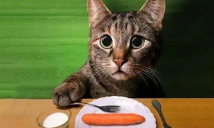 铲屎官有必要了解的话题：猫是杂食动物吗？