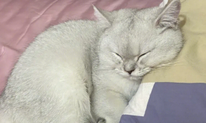 猫咪喜欢睡枕头原因，你可能想不到！
