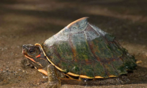 印度棱背龟可以冬眠吗？看完本文，你就知道了