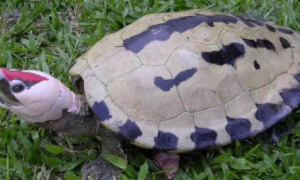西瓜龟可以长多大？看完这篇文章你就知道了