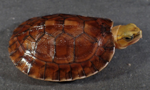 养龟小知识：百色闭壳龟能活多久？
