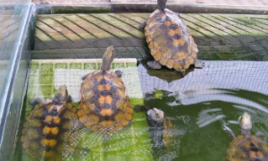 日本石龟可以冷水过冬吗？看这里~