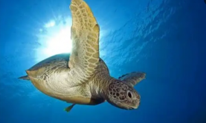 绿海龟：大体型、扁甲壳，安能辨我是雌雄？