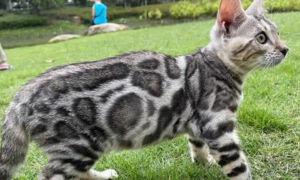 萌宠小知识：孟加拉豹猫怎么饲养？