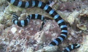 性格温和的海陆毒蛇灰蓝扁尾海蛇科普，确定不来看看吗？