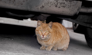 流浪猫喜欢躲在车底，开车前请观察一下！