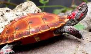 今日科普：刺山龟的寿命是多久？