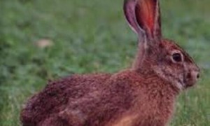 厚尾岩兔的训练方法是什么？不清楚的快来看看！