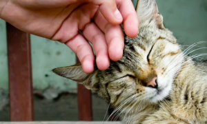 猫拿头蹭手是什么意思？这篇文章告诉你