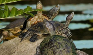 牙买加彩龟吃什么？这些它都喜欢吃