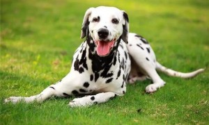 斑点狗属于什么型犬？这就告诉你