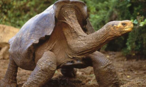 加拉帕戈斯象龟有大象那么大吗？长见识的时候到了！
