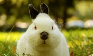 喜玛拉雅兔饲养的注意事项你知道吗？不清楚的赶紧看看！