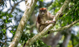 奇怪的知识增长了！植物雌激素会让乌干达红疣猴“更阳刚”？