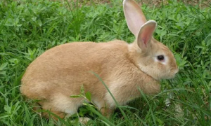 虎皮黄兔是什么品种？看完这里你就清楚了。