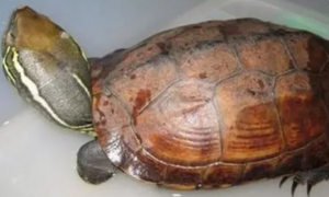 带大家了解一下，大头乌龟有灵性吗？
