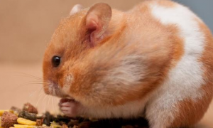 老鼠喜欢什么气味或食物？快来了解一下~