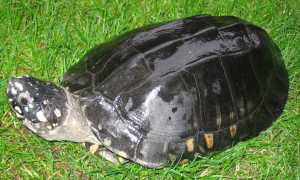 黑池龟冬眠吗？冬天该怎么照顾它们呢？