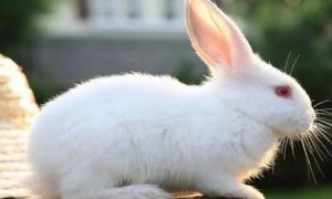 佛州白兔能长多大？本文给你答案