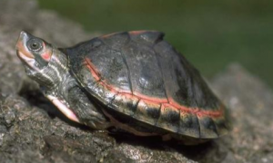 饲养印度棱背龟，这些注意点请牢记！