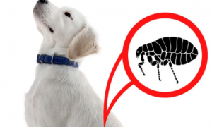 狗狗如何正确体内驱虫和体外驱虫？