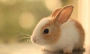 大耳朵兔子是什么品种？有人清楚吗？