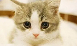 猫开心的表现和不开心的表现是什么样的？