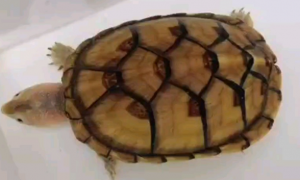 白唇蛋龟怎样繁殖？那些你不知道的事。