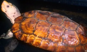 苏拉威西白头龟可以深水养吗？饲养要点学习一下！