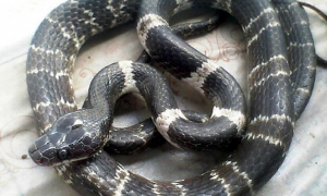 黑背白环蛇的科普小知识，你们确定不来看看吗？