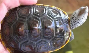 德州锦钻纹龟的寿命，速来了解