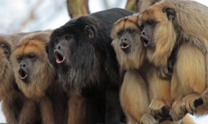 十分罕见的地区性动物——帚吼猴