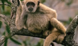 关于绒毛猴的简单介绍，感兴趣的可以看看！
