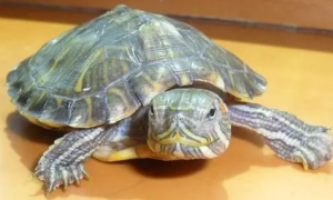 今日科普：斑彩龟与巴西龟的区别是什么？
