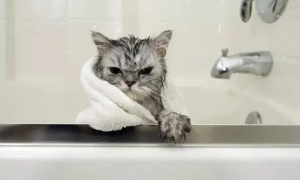 给猫咪洗澡的正确方法!你做对了吗?