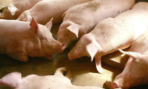 兽药知识｜恩诺沙星在猪病上的临床应用和联合用药技术