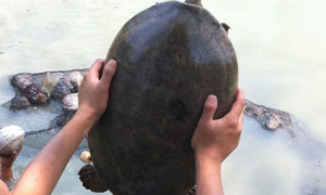 中美洲河龟需要加温吗？该如何饲养呢？